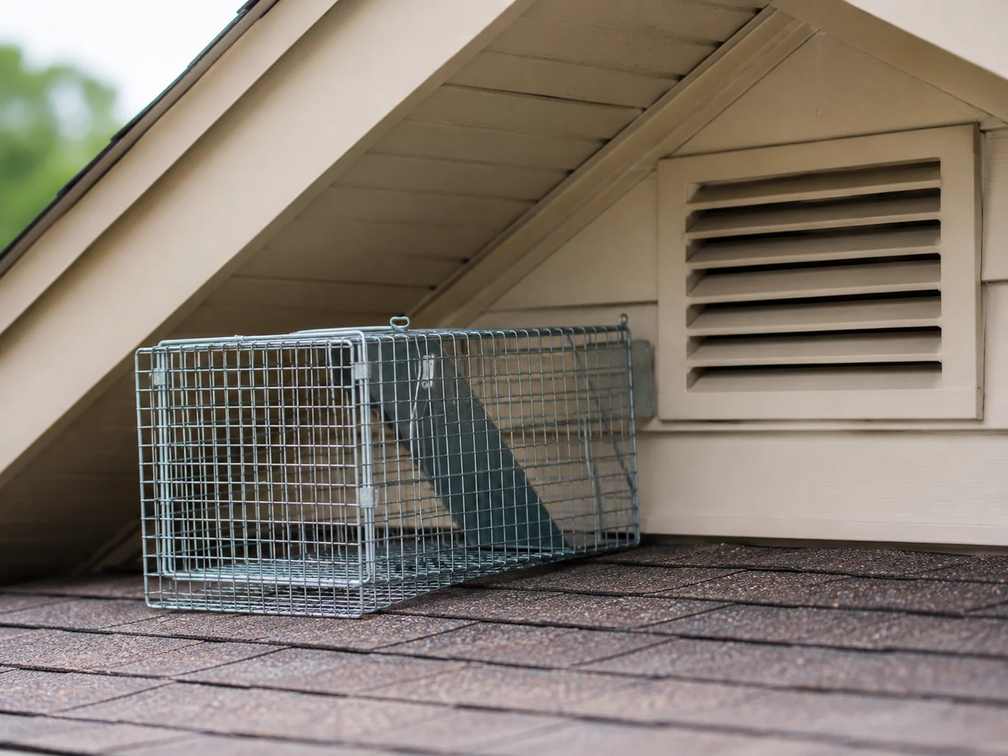 Humane Trapping — Wildlife Removal Tyler Texas